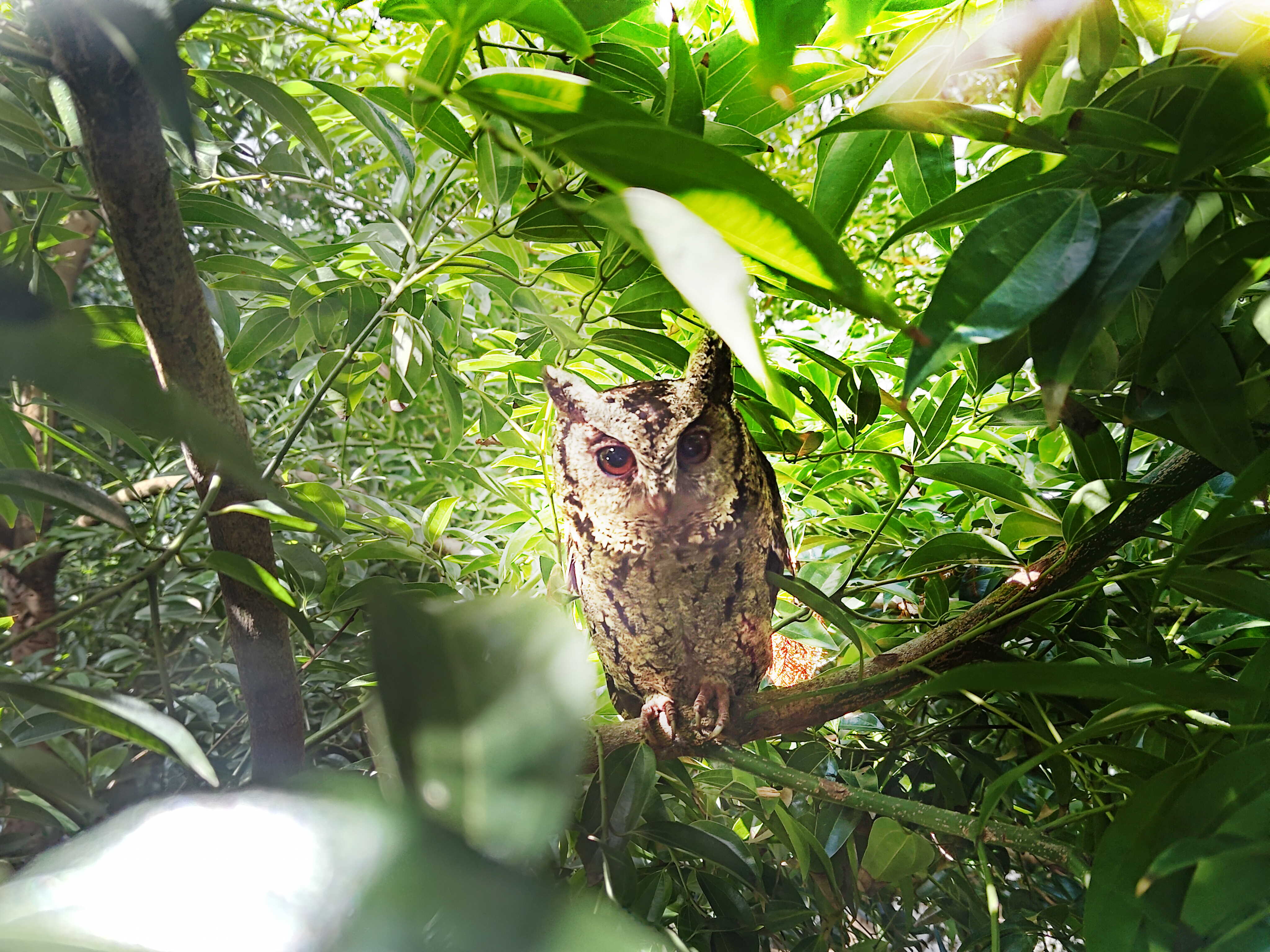 世界杯下单平台网站官网致力提倡净零绿生活，16年以来在全球各厂区植树逾百万棵，造就各厂区树木蔚然成林，犹如森林工厂，成为许多生物的栖息地
